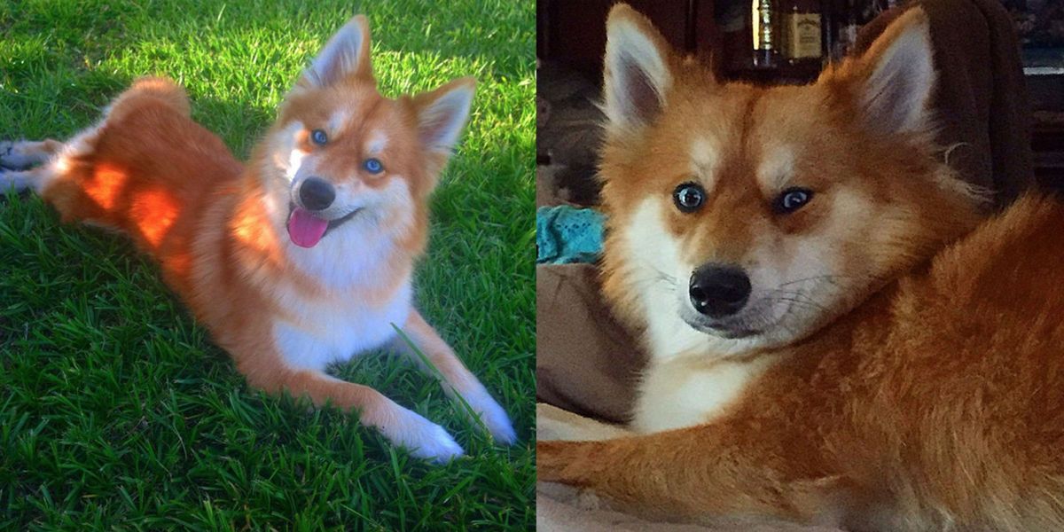 pomeranian-husky-dog-that-looks-like-a-fox-mya-the-pomsky