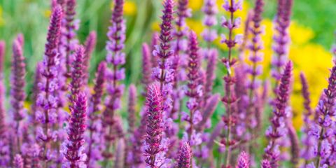 Purple, Flower, Lavender, Magenta, Violet, Flowering plant, Shrub, Wildflower, Purple loosestrife, Annual plant, 