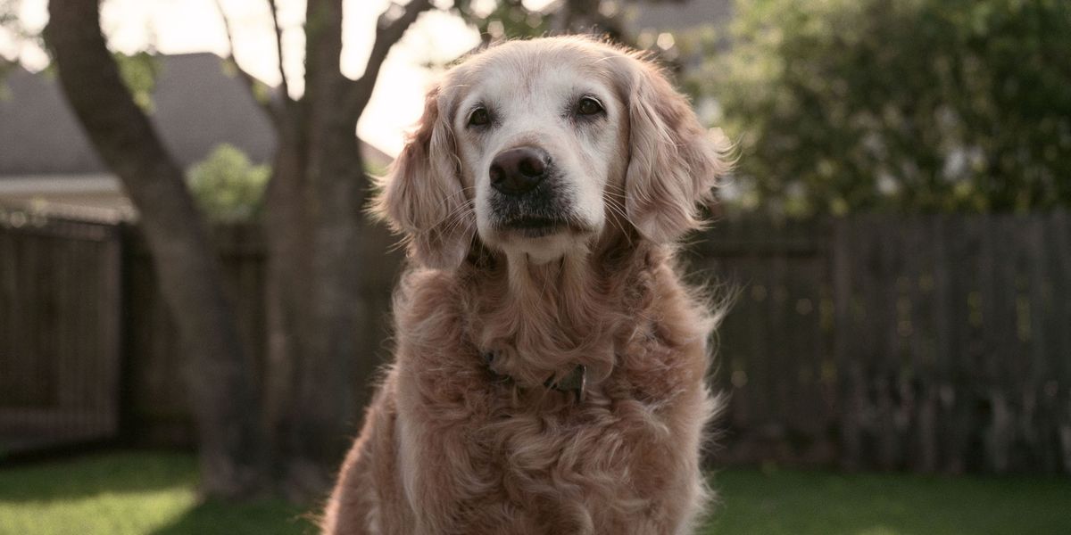 Bretagne, the Last Surviving September 11 Rescue Dog, Dies at 16 - 9/11 ...