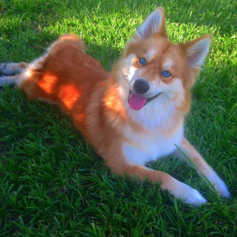 Pomeranian that looks hot sale like a fox