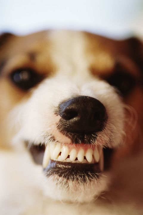 Dog breed, Dog, Vertebrate, Carnivore, Tooth, Tongue, Facial expression, Snout, Jaw, Whiskers, 
