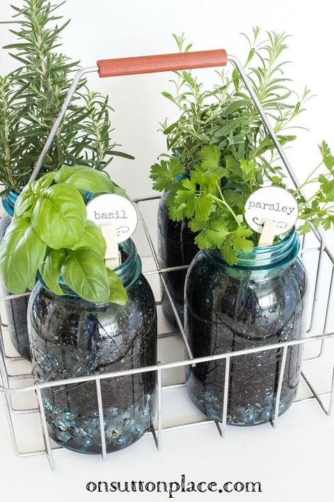 Plant, Flowerpot, Interior design, Ingredient, Houseplant, Herb, Plant stem, Annual plant, Vase, Herbaceous plant, 