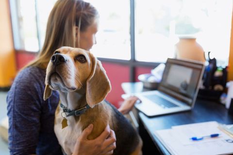 Dog breed, Dog, Laptop part, Electronic device, Table, Laptop, Office equipment, Carnivore, Computer hardware, Scent hound, 