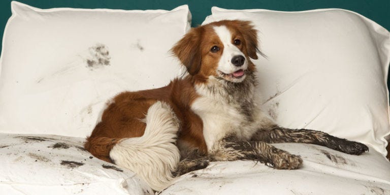 Why Dogs Need Discipline - What Happens When You Spoil Your Dog