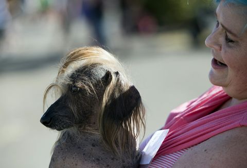 Himisaboo, dog with Donald Trump hair