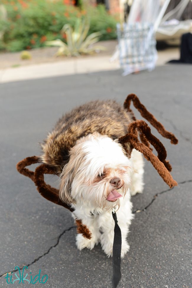 Cutest Dog Halloween Costumes