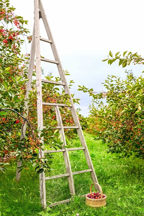 Ladder, Tree, Plant, Grass, Leaf, Woody plant, Shrub, Tool, Apple, 