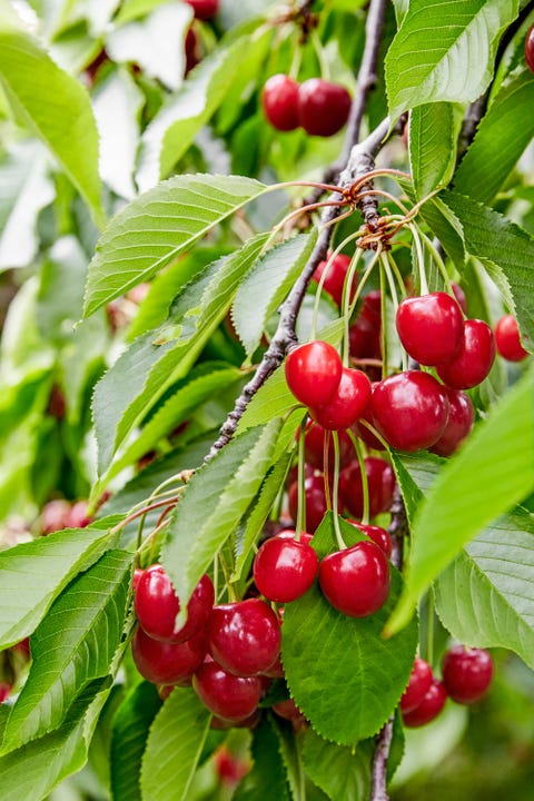 10 Best Places To Pick Your Own Cherries U Pick Cherries