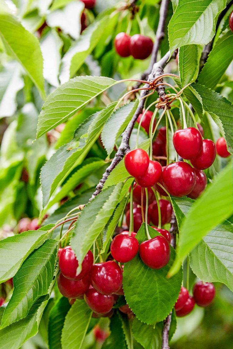 10 Best Places to Pick Your Own Cherries — U Pick Cherries