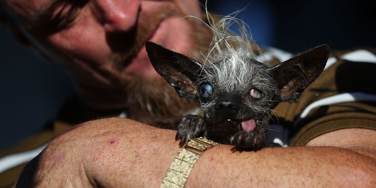 Sweepee Rambo Named World's Ugliest Dog 2016 - Chinese Crested