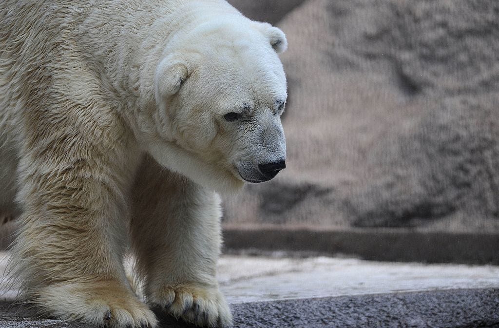 Arturo the Argentinian Polar Bear Dies Arturo the Argentinian Polar Bear Dies