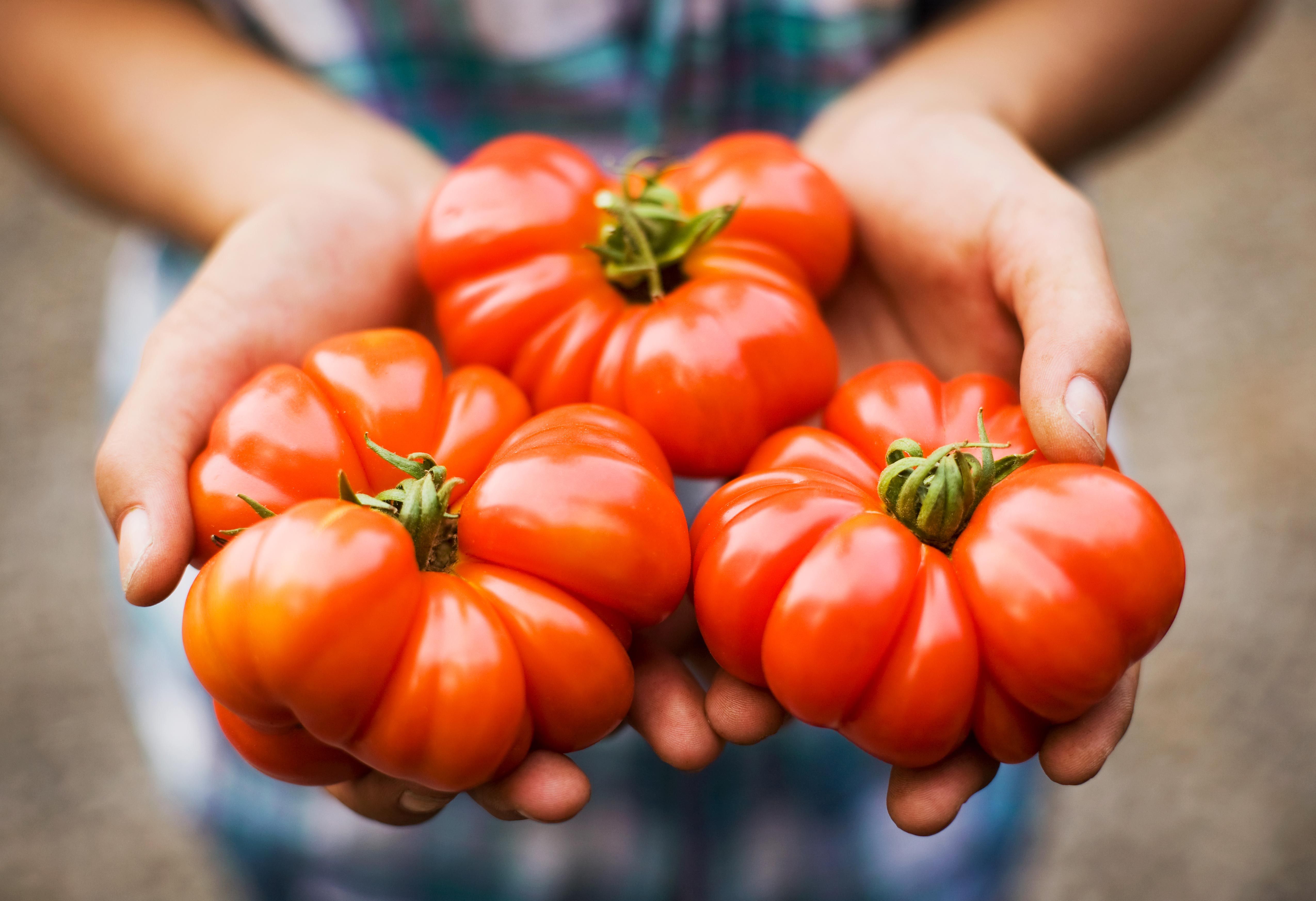 14 Problems Anyone Growing Tomatoes Understands What It S Really Like To Plant Tomatoes