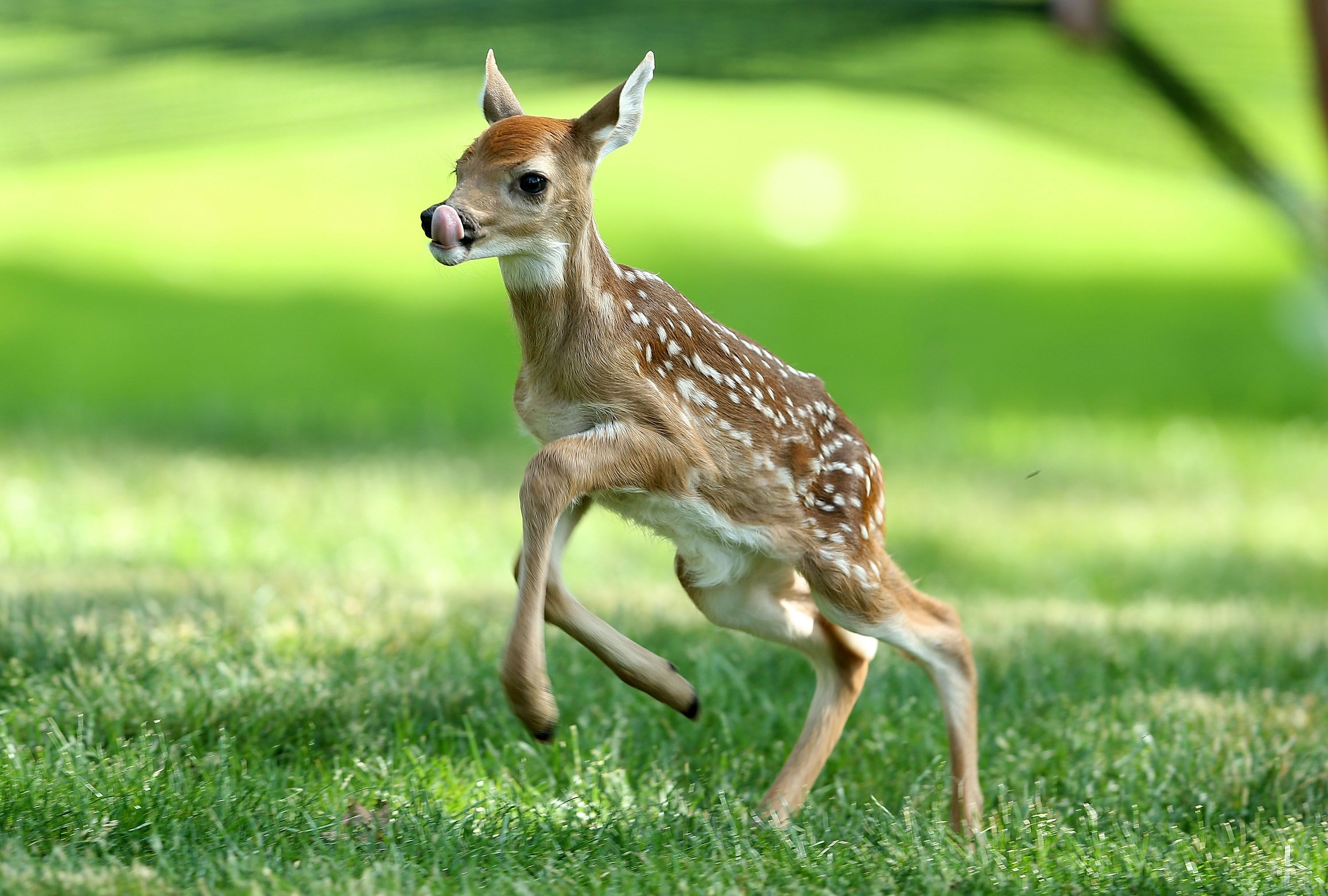 what does a baby deer look like