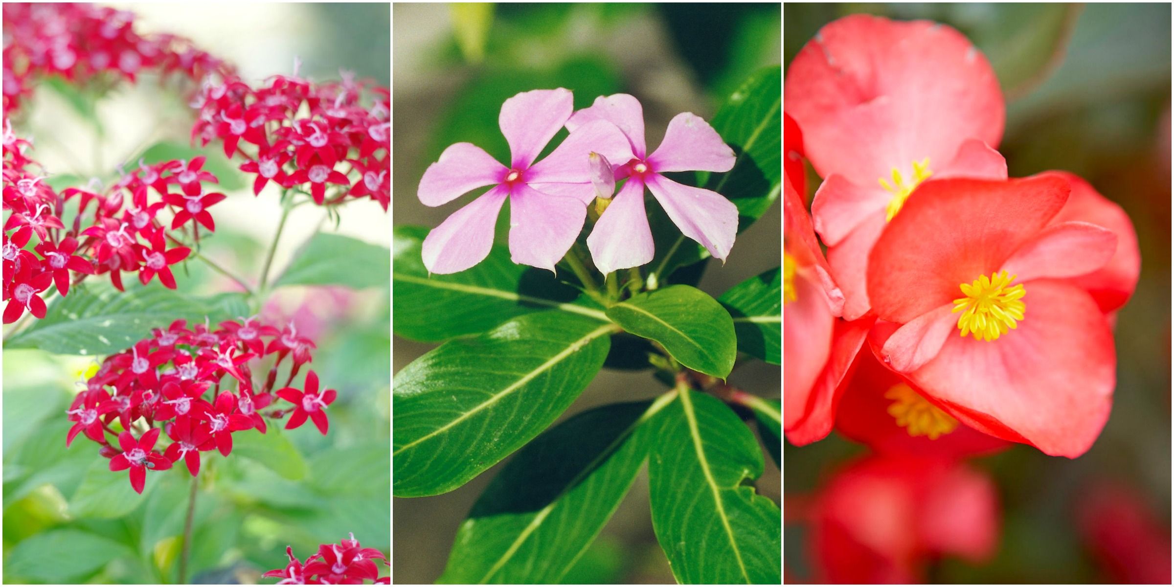 High-Tolerance Plants