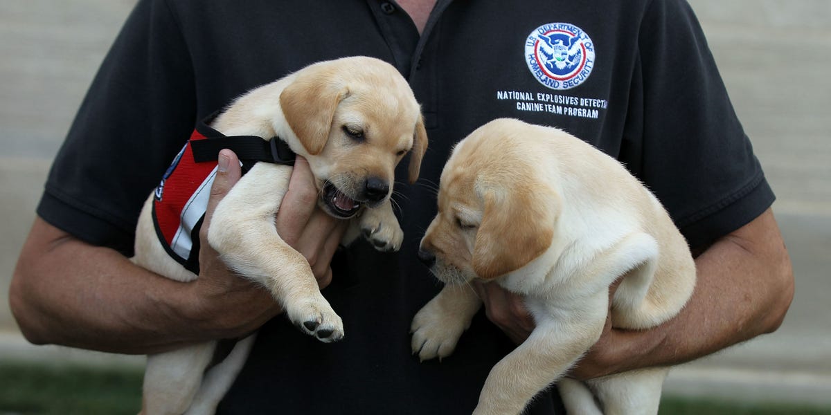 How To Adopt Dogs That Failed Tsa Training How To Adopt Dogs That Failed Tsa Training