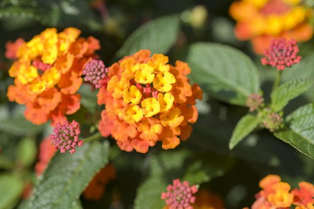 10 Heat-Tolerant Plants That Will Survive (And Thrive) This Brutal Summer