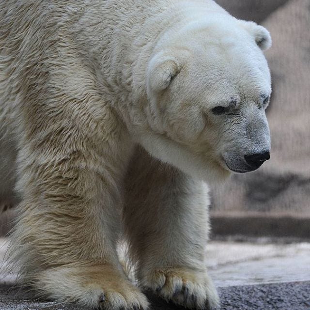 Arturo the Argentinian Polar Bear Dies Arturo the Argentinian Polar Bear Dies