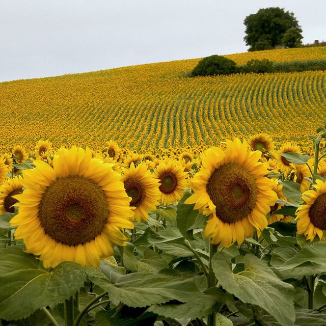 Sunflower, Yellow, Agriculture, Plant, Flower, Field, Plantation, Petal, Farm, Rural area, 