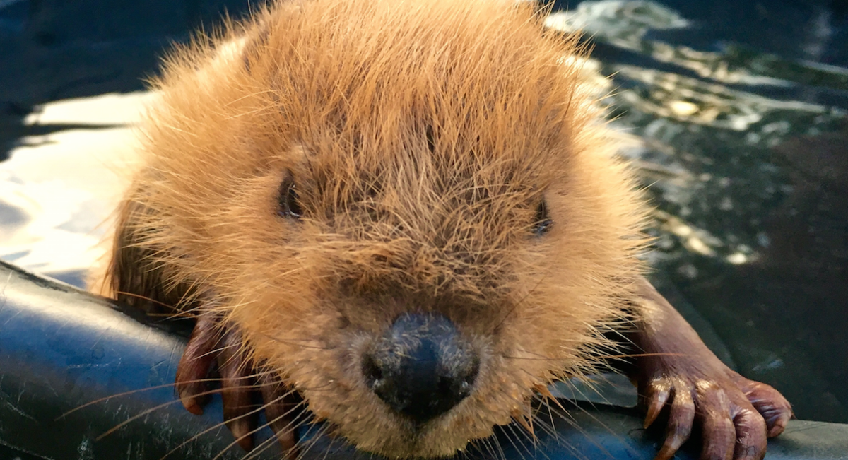 Baby Beaver Viral Video - Watch This Cute Baby Beaver Baby Beaver Viral Video - Watch This Cute Baby Beaver