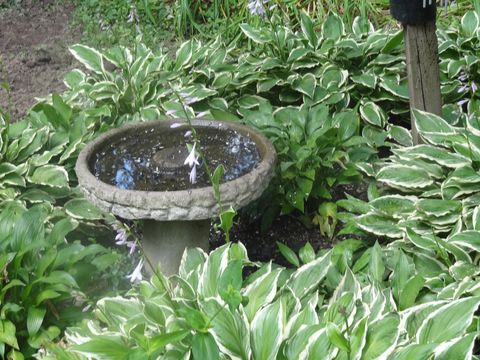 Leaf, Garden, Botany, Terrestrial plant, Water feature, Groundcover, Shrub, Circle, Annual plant, Plantation, 