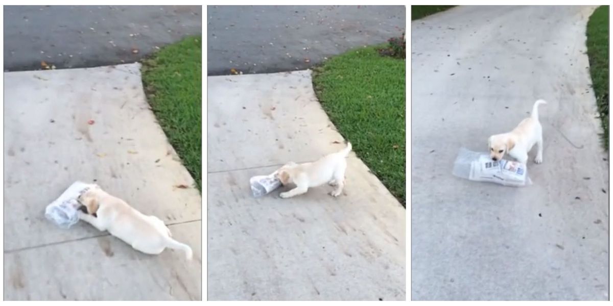 Watch This Tiny Puppy Struggle to Fetch the Morning Newspaper