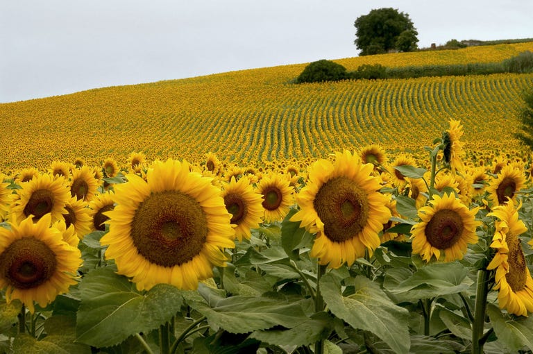 Image Result For How To Start A Sunflower Garden Image Result For How To Start A Sunflower Garden