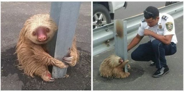 Adorable Sloth Gets Stuck Crossing Highway, Waits Patiently to Be Rescued