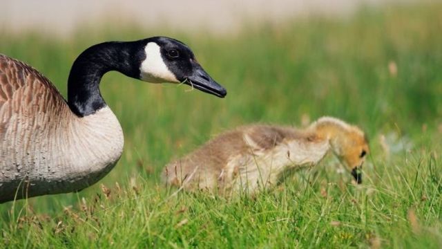 Mother Goose Police Officer - Goose Gets Help from Cop