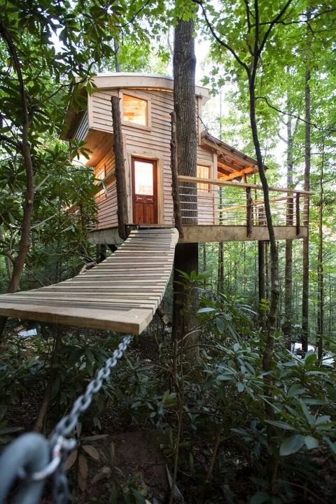 Wood, Forest, Nature reserve, Log cabin, House, Biome, Hardwood, Rural area, Roof, Jungle, 