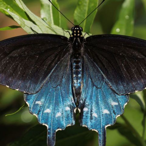 Man Repopulates Rare Butterfly Species - How To Raise Butterflies