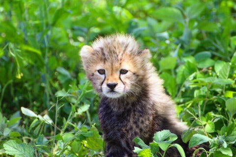 Vegetation, Nature, Natural environment, Green, Organism, Leaf, Carnivore, Plant community, Nature reserve, Whiskers,