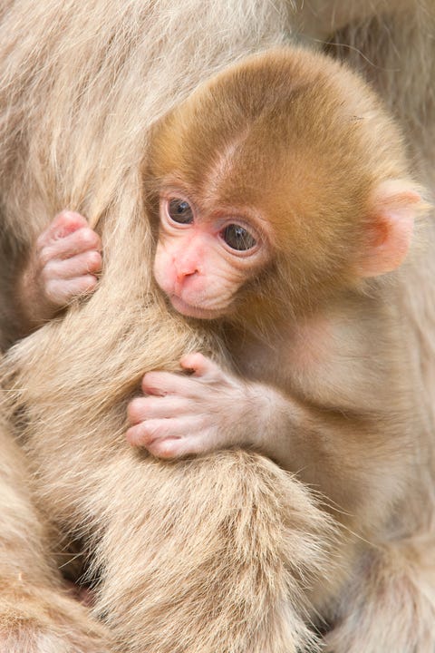 Lip, Cheek, Skin, Organism, Primate, Vertebrate, Jaw, Adaptation, Snout, Macaque,