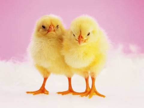 Yellow, Skin, Beak, Vertebrate, Bird, Pink, Adaptation, Poultry, Phasianidae, Neck,