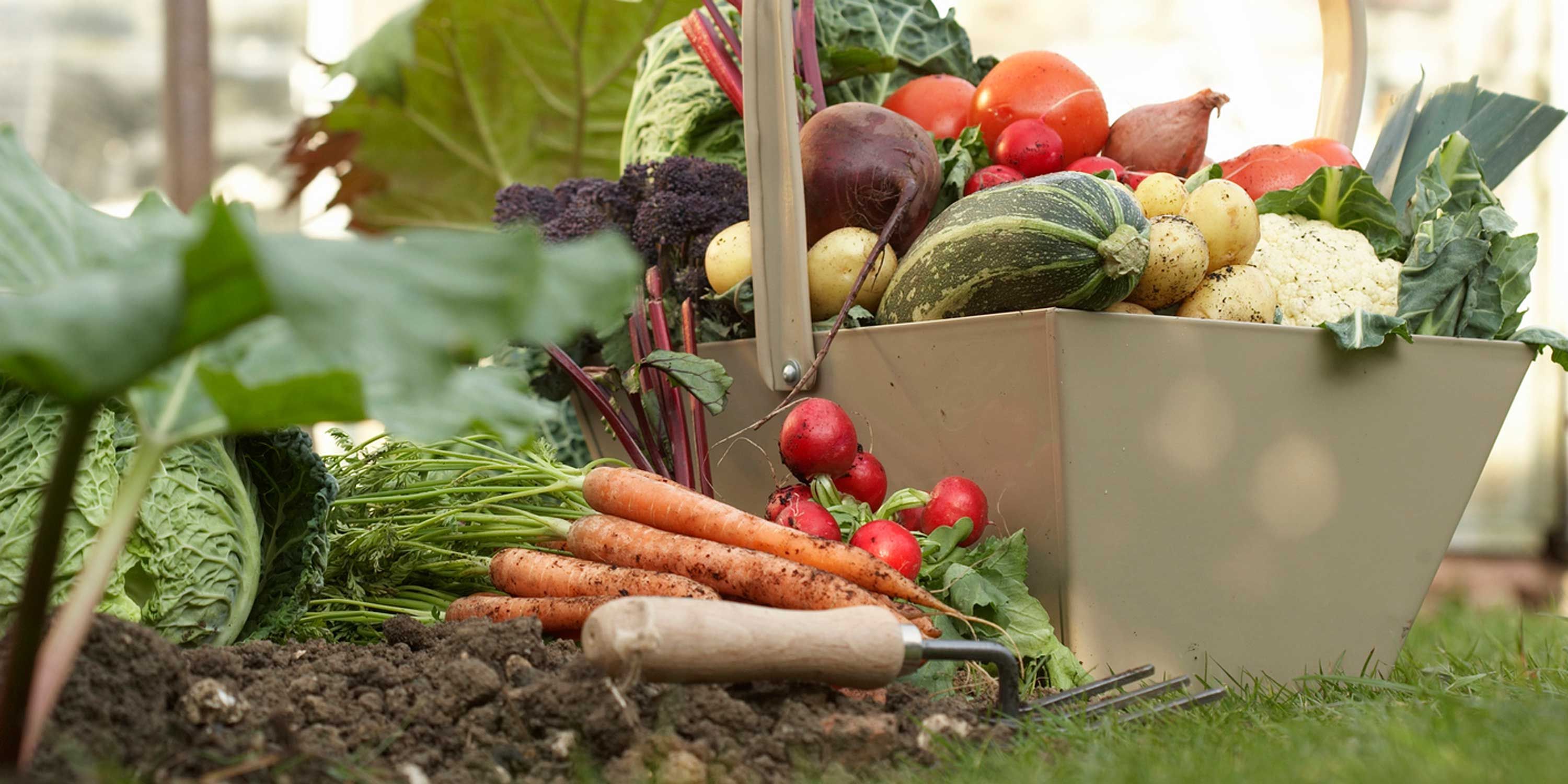 fall vegetable garden