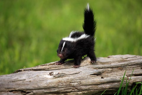 Wood, Daytime, Natural environment, Adaptation, Terrestrial animal, Black, Tail, Fur, Wildlife, Snout,