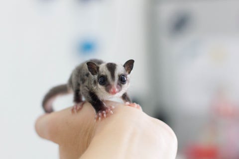 Finger, Skin, Snout, Terrestrial animal, Nail, Fawn, Puppy, Paw, Weasel, Claw,