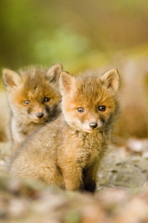 Skin, Organism, Carnivore, Terrestrial animal, Snout, Wildlife, Fawn, Fur, Canidae, Blond,