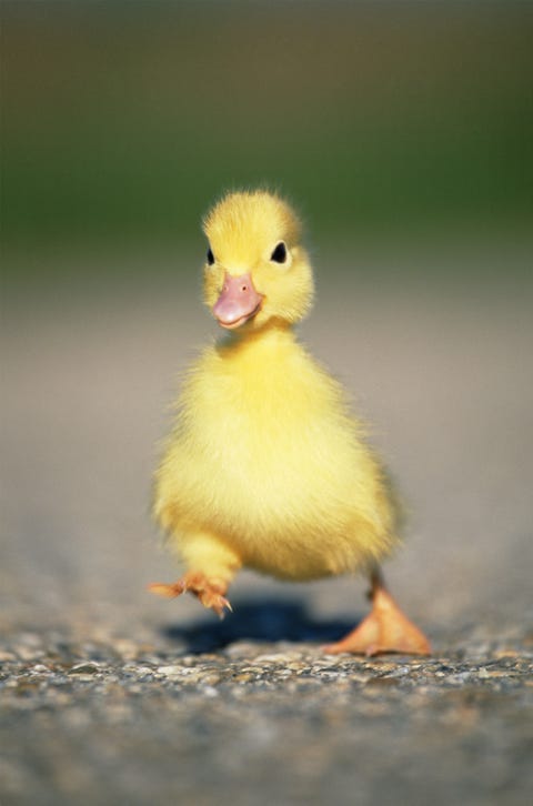 Nature, Brown, Yellow, Green, Skin, Organism, Beak, Ducks, geese and swans, Photograph, Bird,