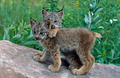 Organism, Vertebrate, Mammal, Carnivore, Facial expression, Terrestrial animal, Whiskers, Lynx, Snout, Wildlife,