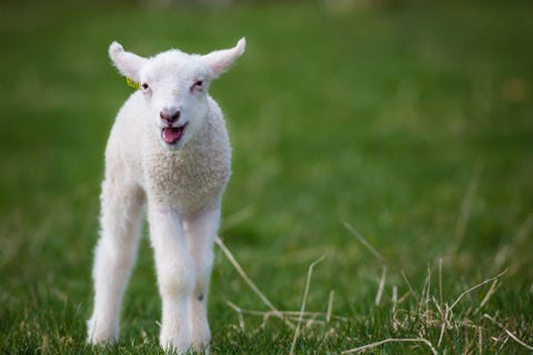 Grass, Green, Natural environment, Pasture, Grassland, Sheep, Field, Grass family, Terrestrial animal, Sheep,