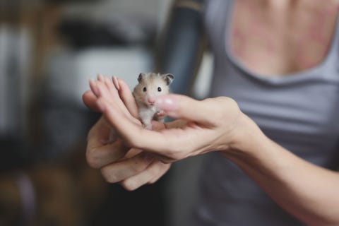 Human, Finger, Skin, Hand, Hamster, Rodent, Rat, Nail, Iris, Mouse,
