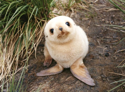 Daytime, Carnivore, Adaptation, Grass family, Terrestrial animal, Nature reserve, Fawn, Snout, Beige, Fur,