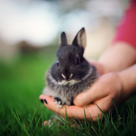 Grass, Skin, Adaptation, Rodent, Snout, Rabbit, Whiskers, Grass family, Rabbits and Hares, Terrestrial animal,