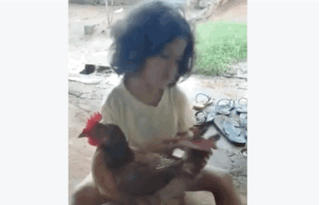 Little Girl Grooming Pet Chicken Video Little Girl Grooming Pet Chicken Video