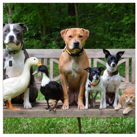 Dog breed, Dog, Vertebrate, Carnivore, Dog supply, Collar, Mammal, Pet supply, Snout, Sporting Group, 