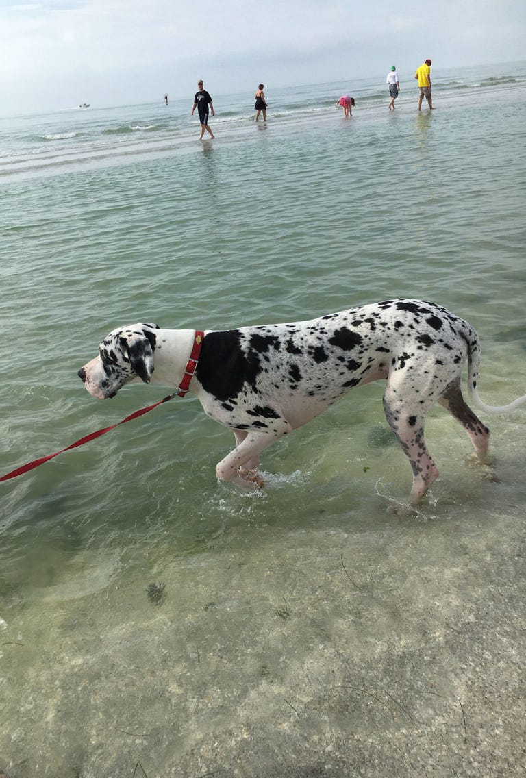Dog Beaches On Sanibel Island Fl Dog Beaches On Sanibel Island Fl