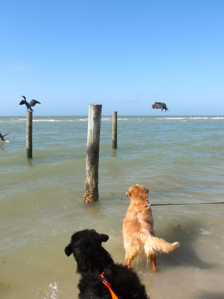 where are dogs allowed on the beach in florida