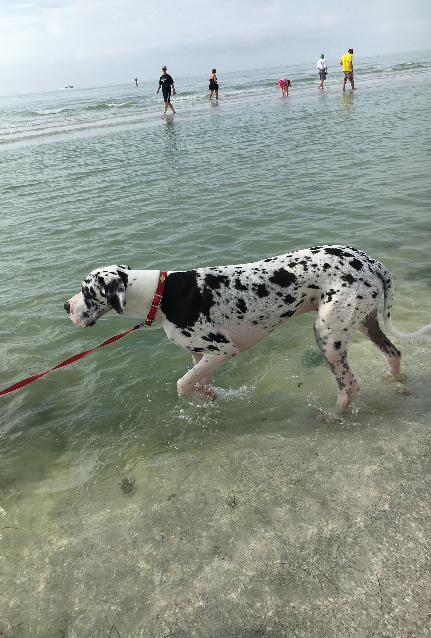 Are Dogs Allowed On Sanibel Beaches