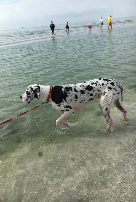 are dogs allowed on sanibel beaches