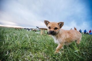 Dog breed, Dog, Carnivore, Grassland, Snout, Fawn, Fur, Companion dog, Canidae, Sporting Group, 